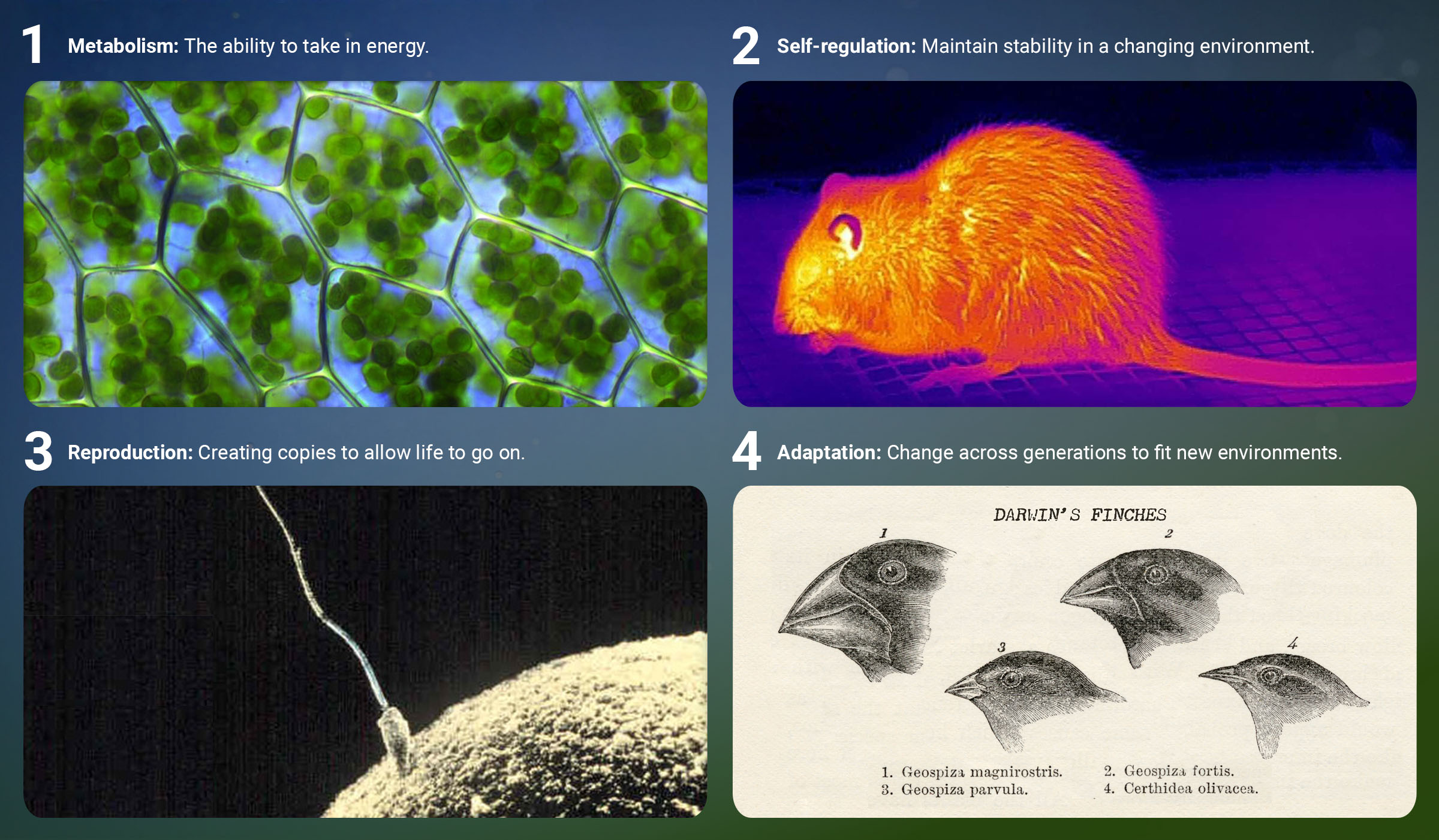 Infographic detailing four characteristics of life with accompanying images: Metabolism showing green plant cells, Self-regulation showing an infrared rodent, Reproduction showing a sperm cell on the surface of an egg, and Adaptation showing four variations of finch heads.