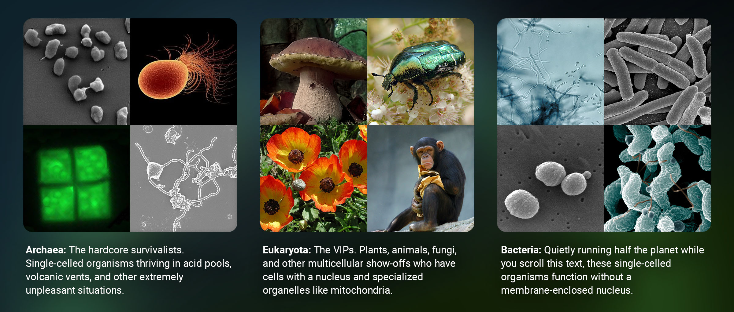 Infographic comparing the three domains of life: Archaea with images of microorganisms, Eukaryota with images of plants, fungi, and animals, and Bacteria with microscopic views of bacteria.