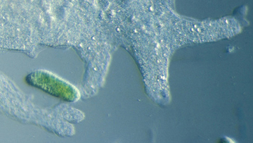 A single-celled predator