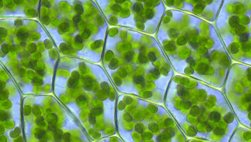 Chloroplasts
