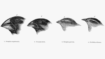 The shape of survival