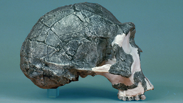 Homo erectus