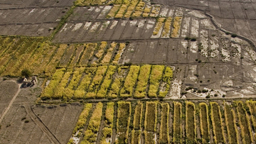Irrigation produces a surplus