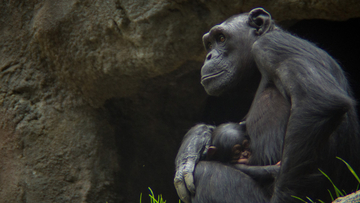 Chimpanzees