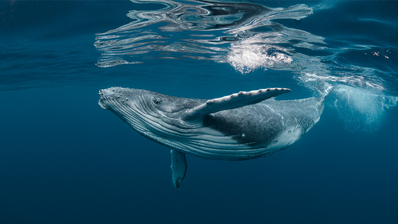 Humpback whale underwater.